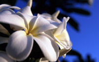 Hawaii Plumeria Photo